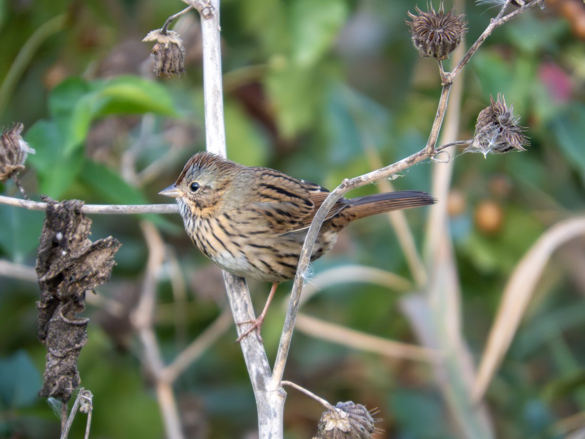Lincoln's Sparrow - ML643846515