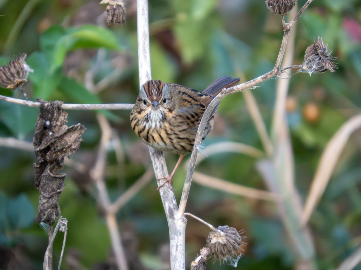 Lincoln's Sparrow - ML643846516