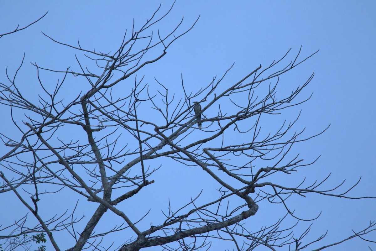 Channel-billed Cuckoo - ML643846523