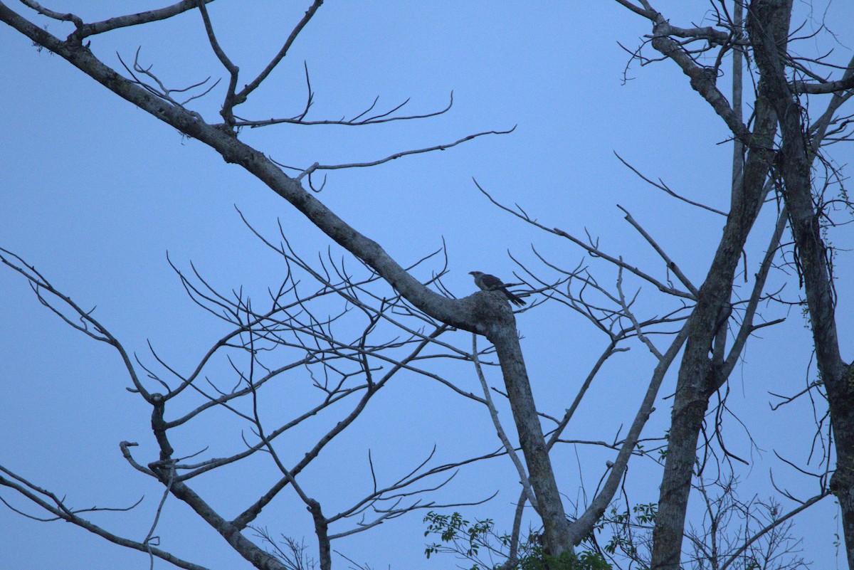 Channel-billed Cuckoo - ML643846524