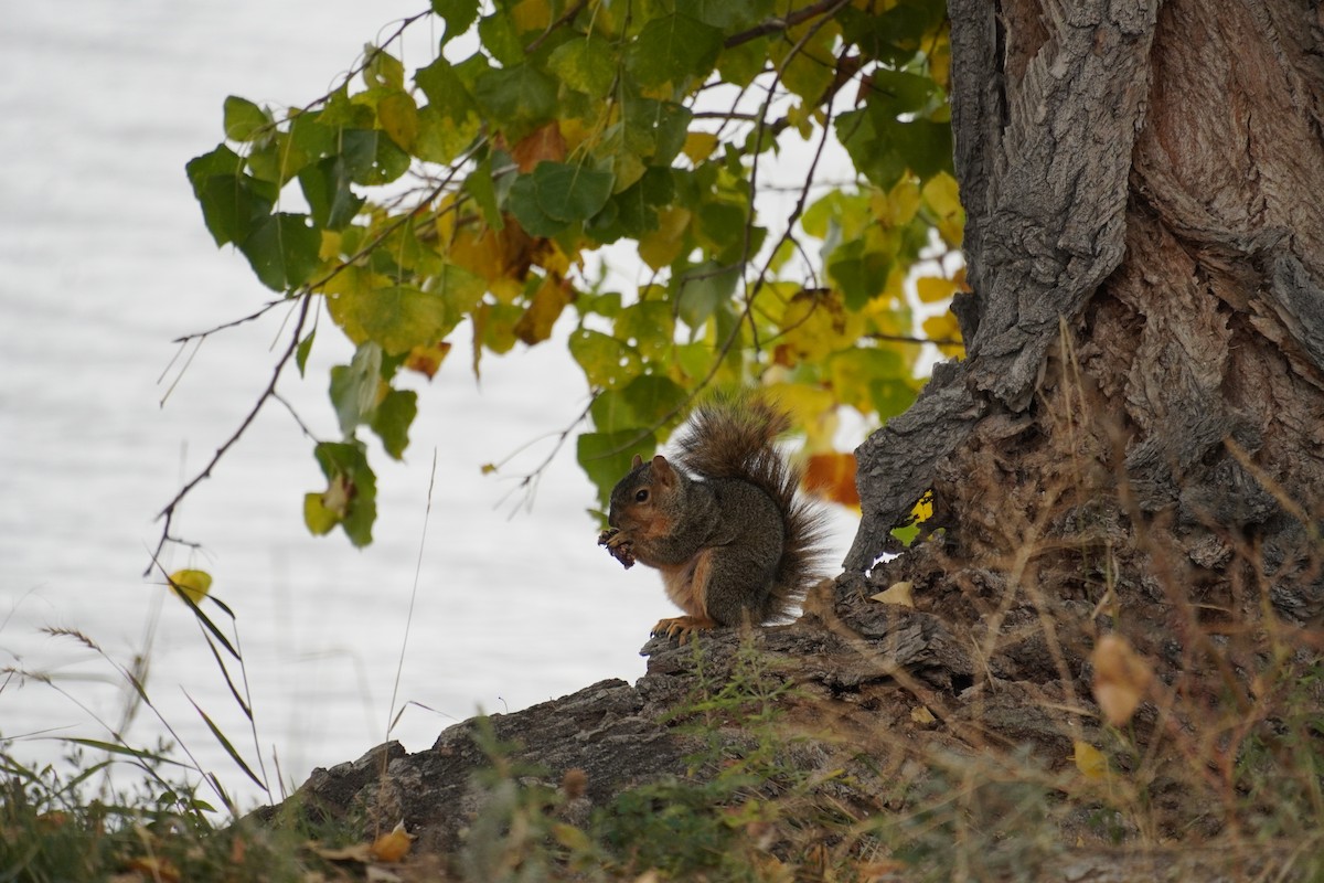 American Red Squirrel - ML643846526