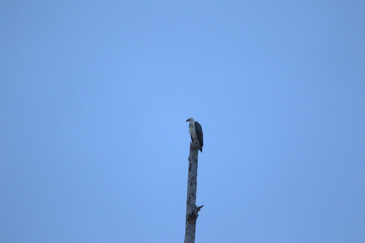 orel bělobřichý - ML643846531