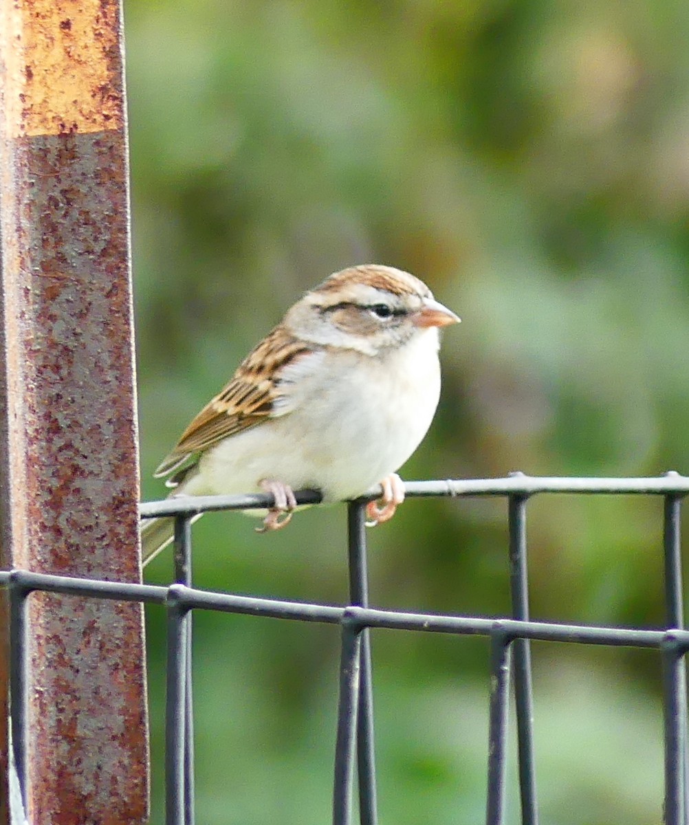 Малая воробьиная овсянка - ML643846532