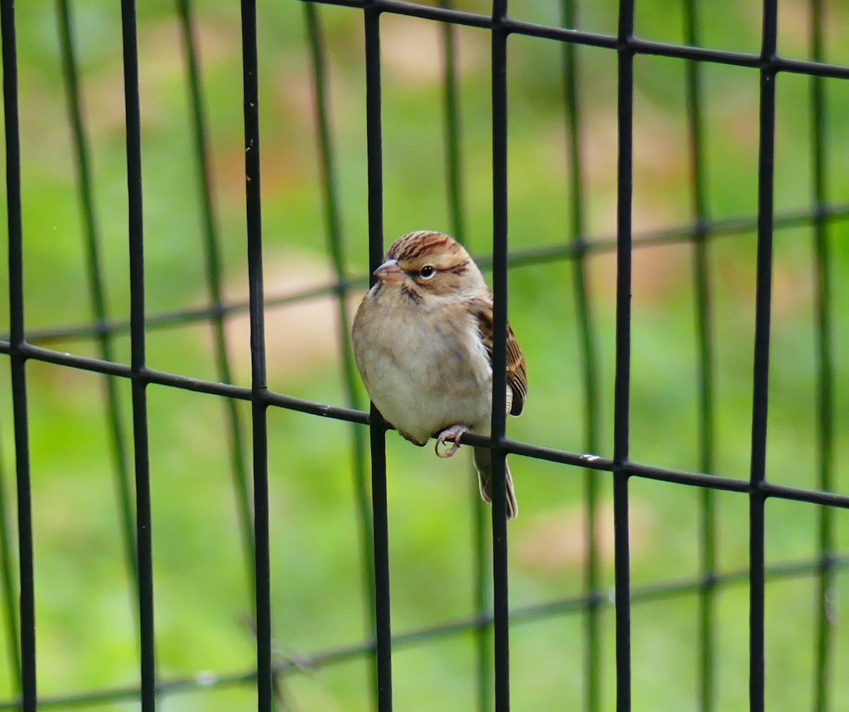 Малая воробьиная овсянка - ML643846533