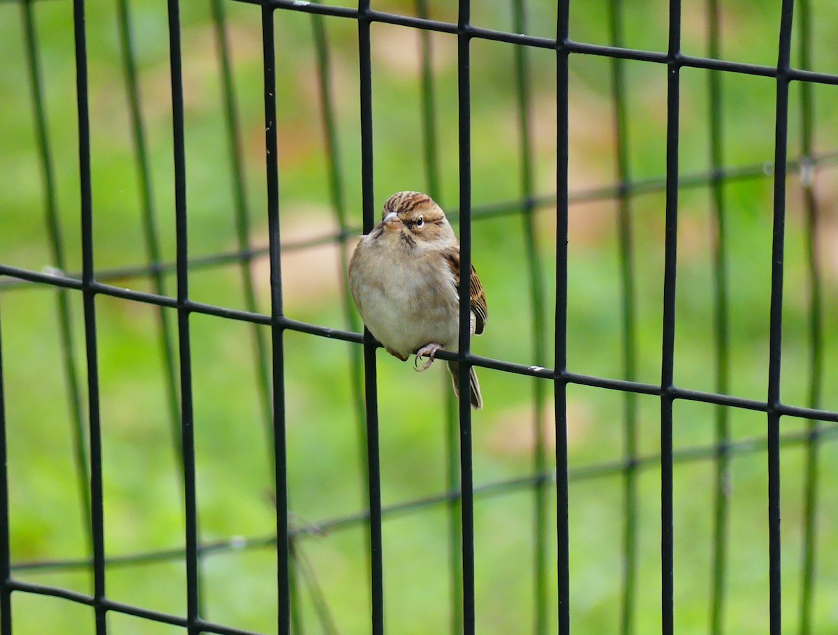 Малая воробьиная овсянка - ML643846534