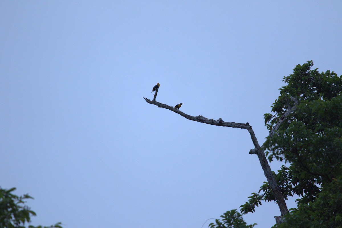 Golden Myna - ML643846540