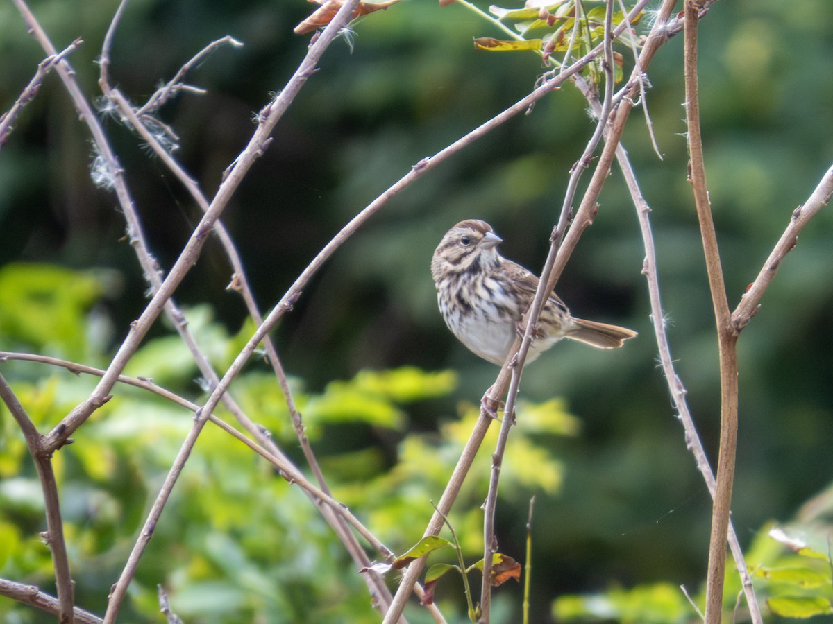 Song Sparrow - ML643846541