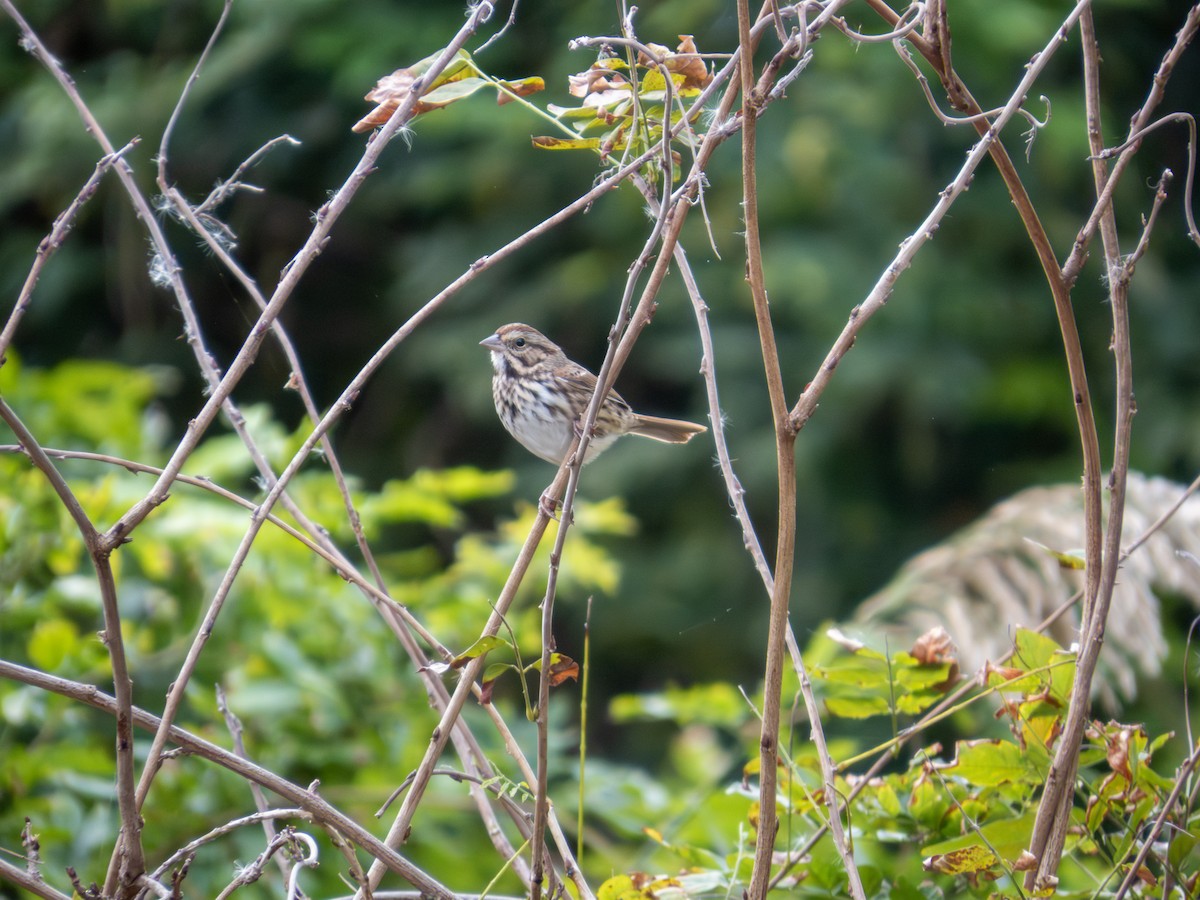 Song Sparrow - ML643846542