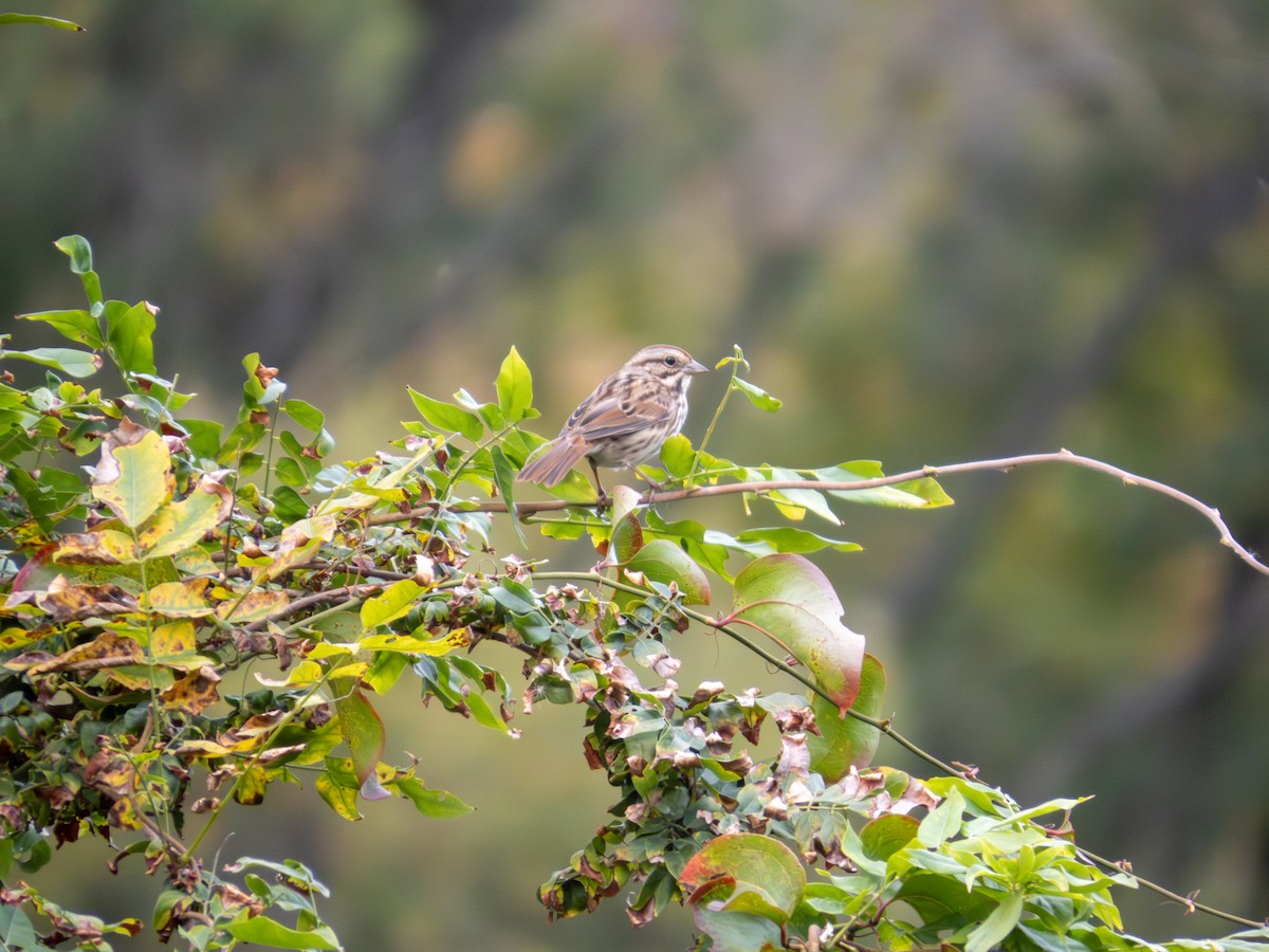Song Sparrow - ML643846543