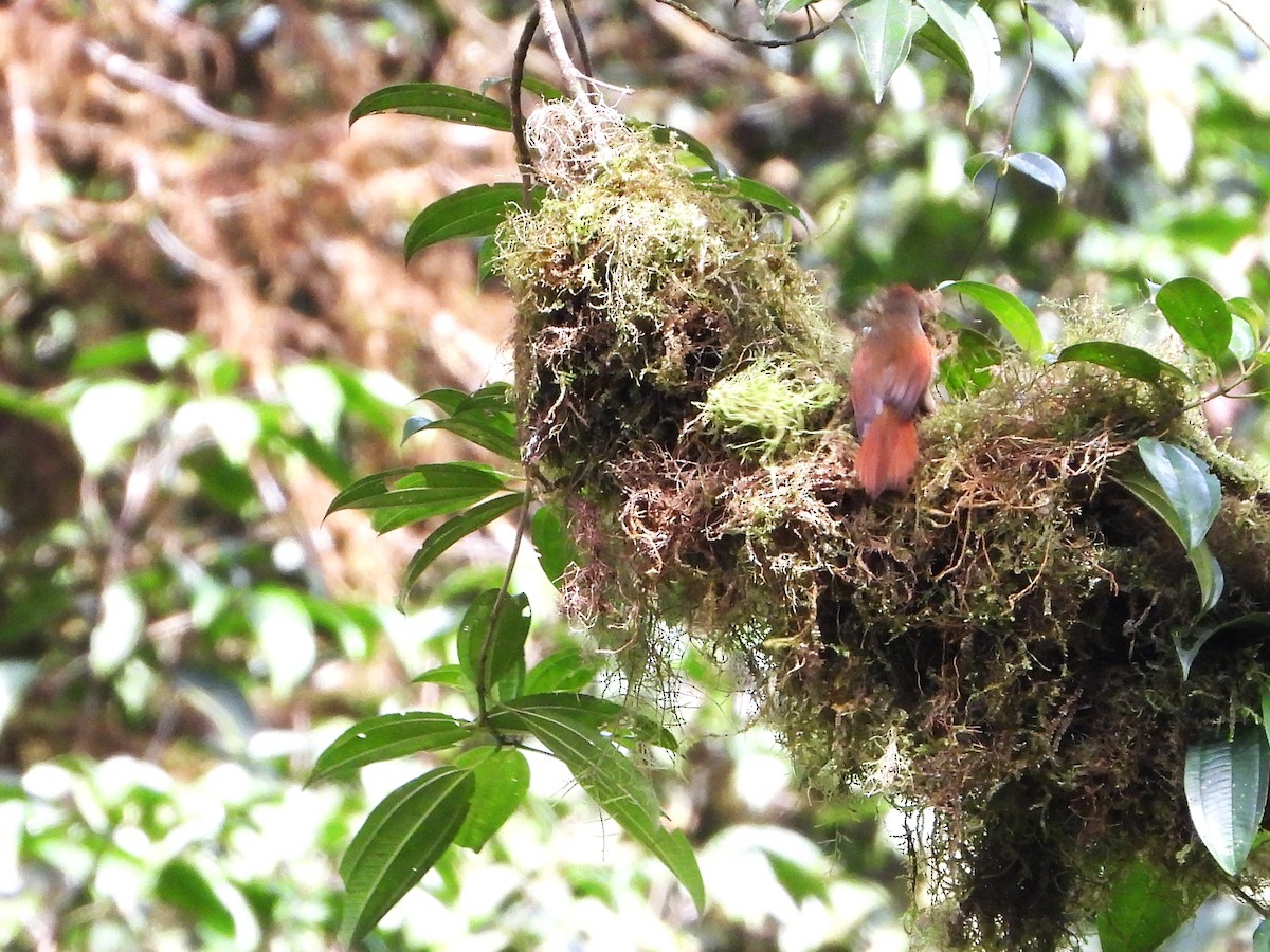 Al Yüzlü Dikenkuyruk - ML643846545