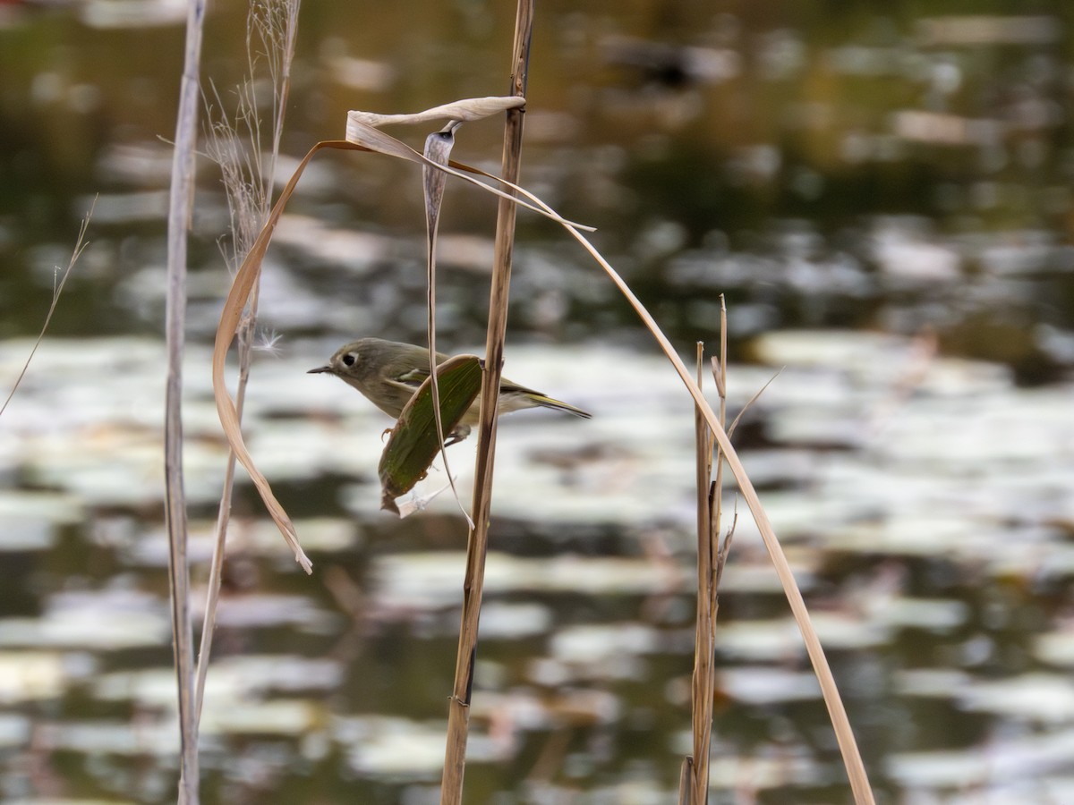 Ruby-crowned Kinglet - ML643846548