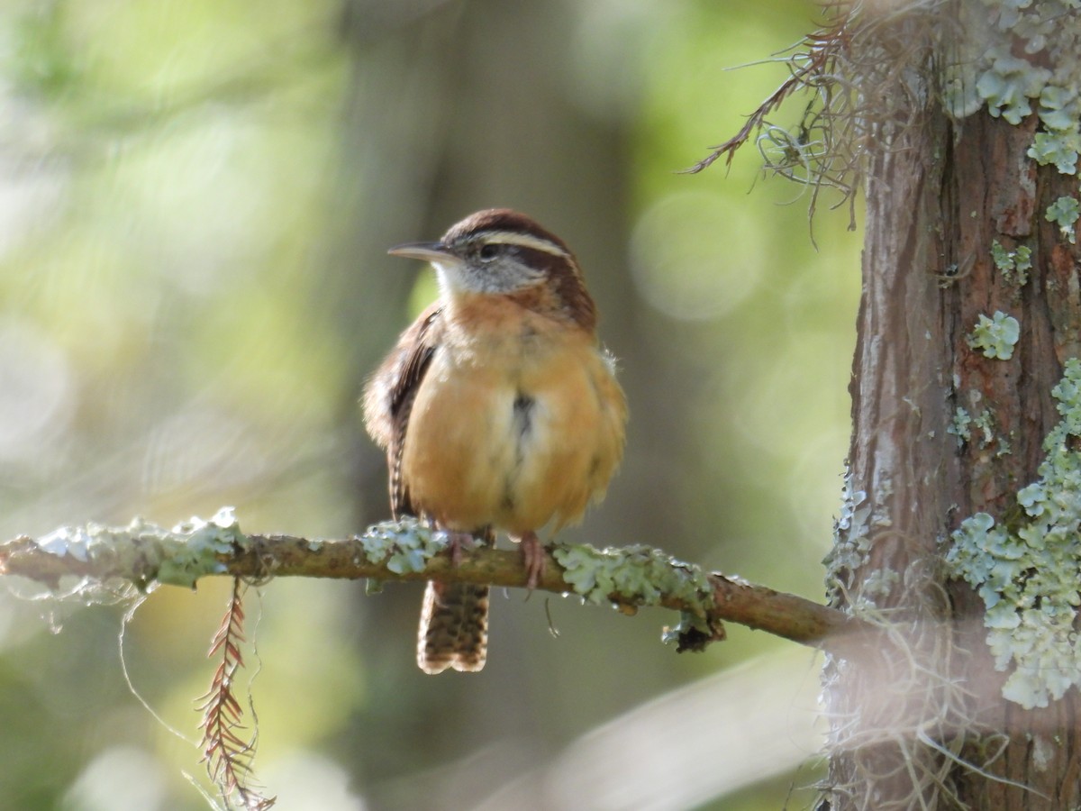 Carolina Wren - ML643846552