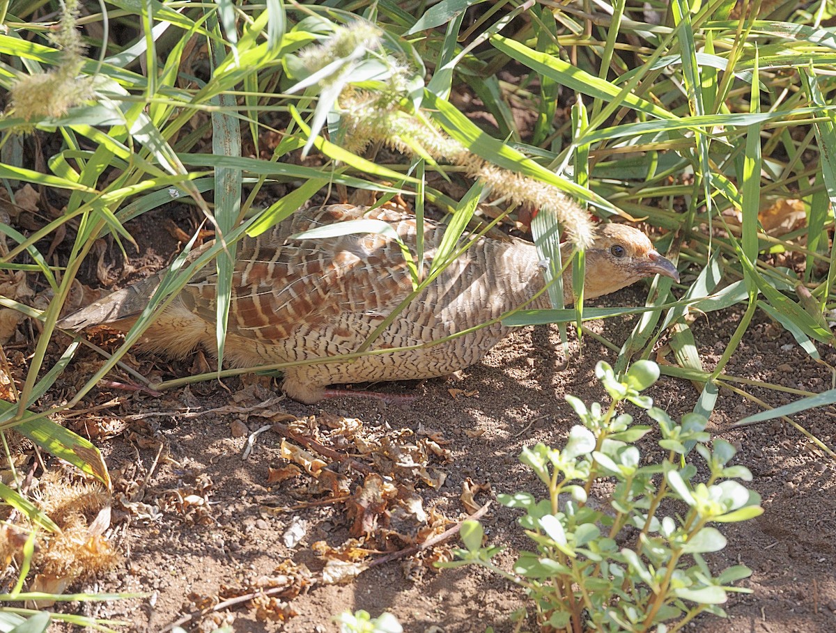 Gray Francolin - ML643846565