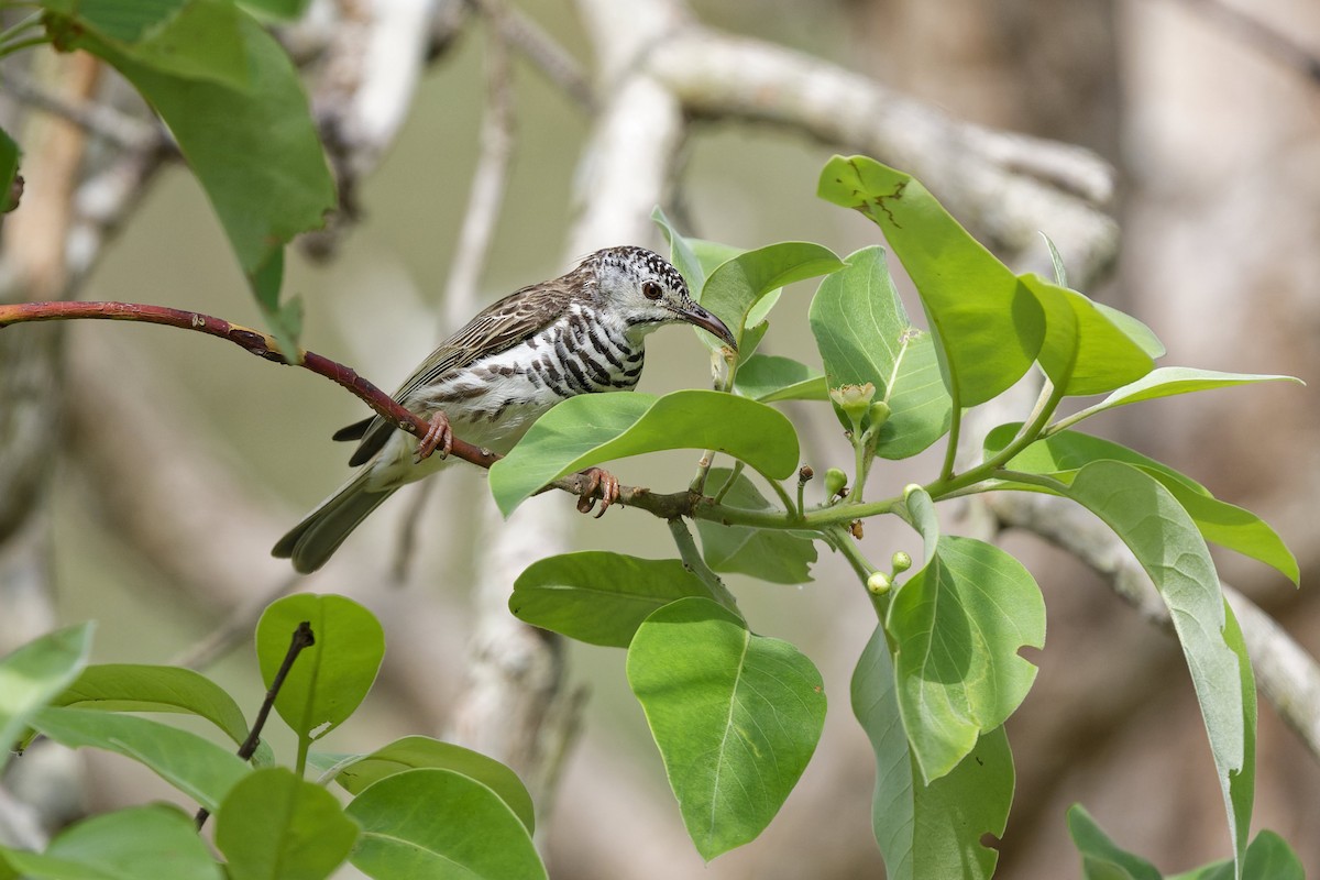 Bar-breasted Honeyeater - ML643846572