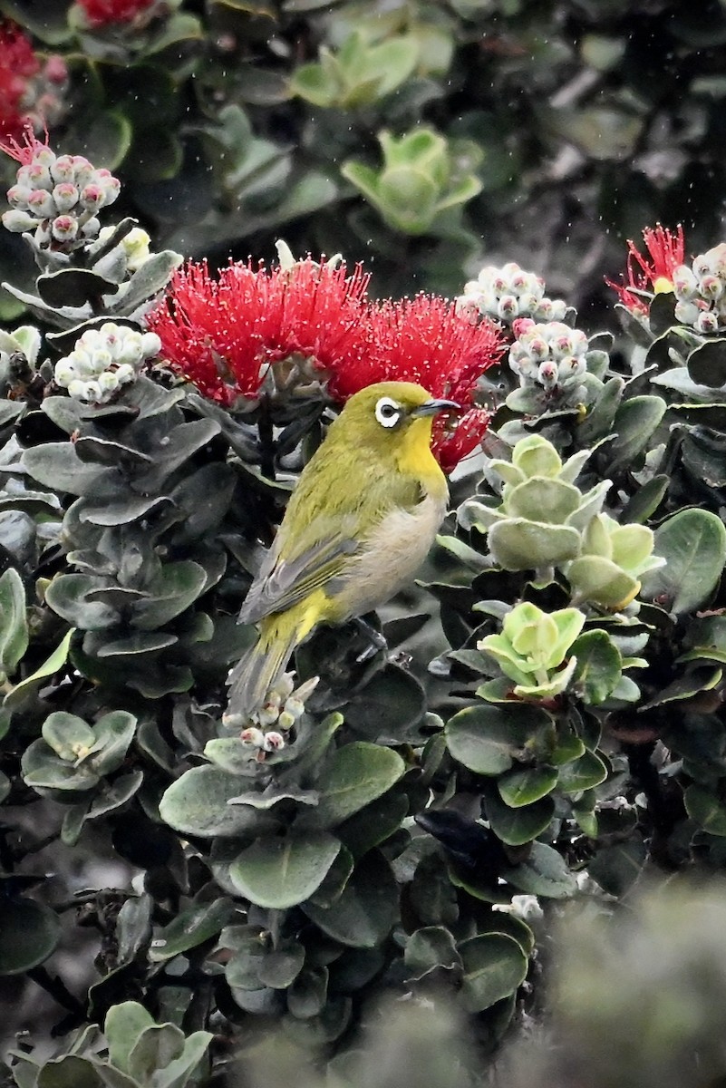 Warbling White-eye - ML643846593