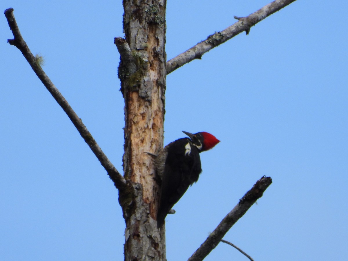 Lineated Woodpecker - ML643846617