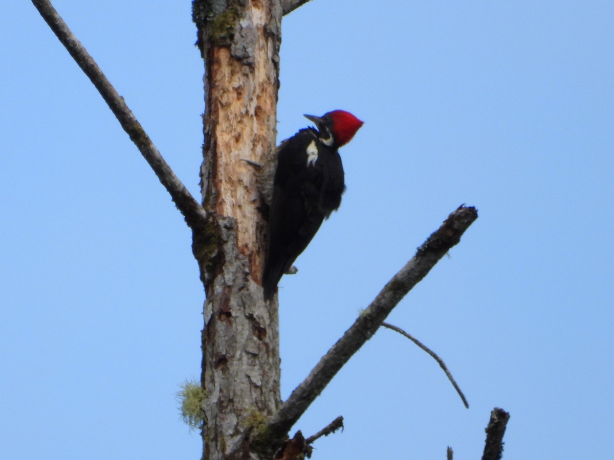 Lineated Woodpecker - ML643846618