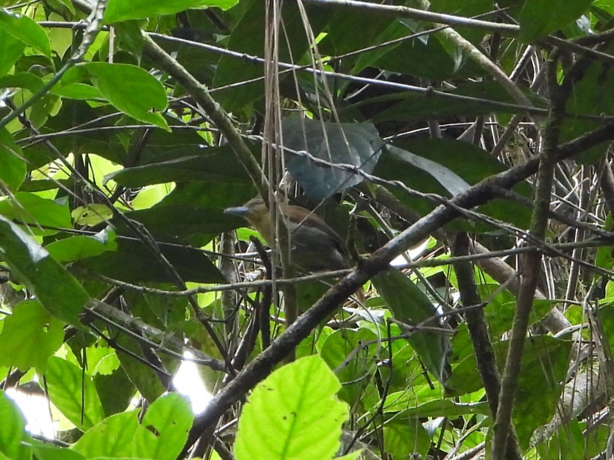 Russet Antshrike - ML643846635