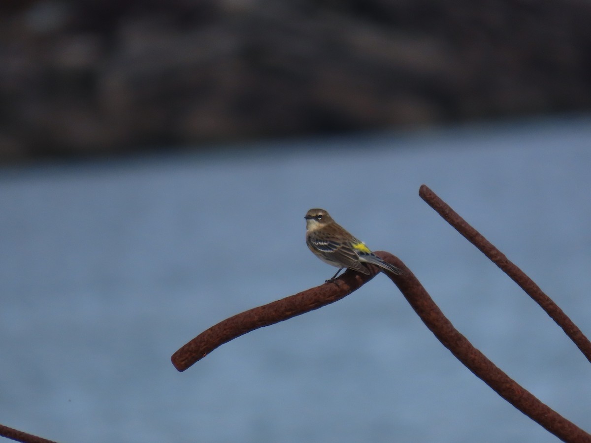 Yellow-rumped Warbler - ML643846637