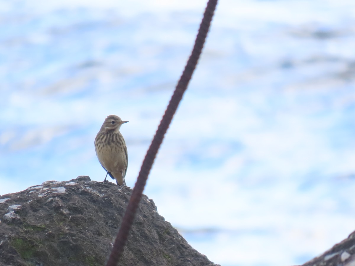 American Pipit - ML643846640