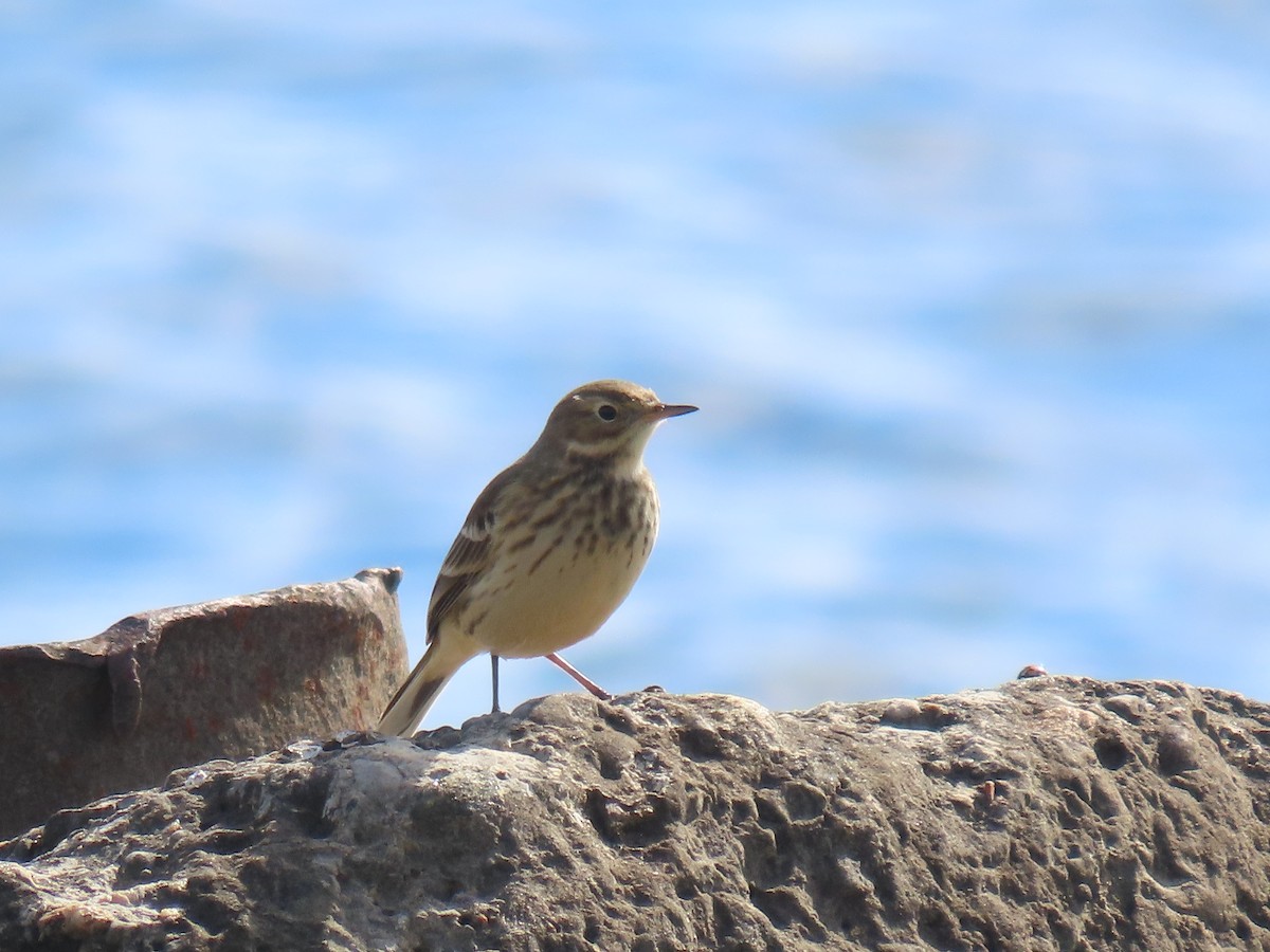 American Pipit - ML643846641