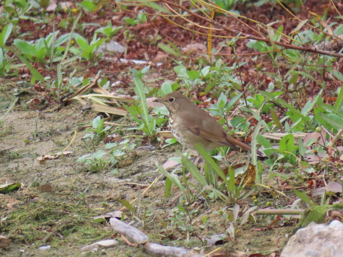 Hermit Thrush - ML643846652