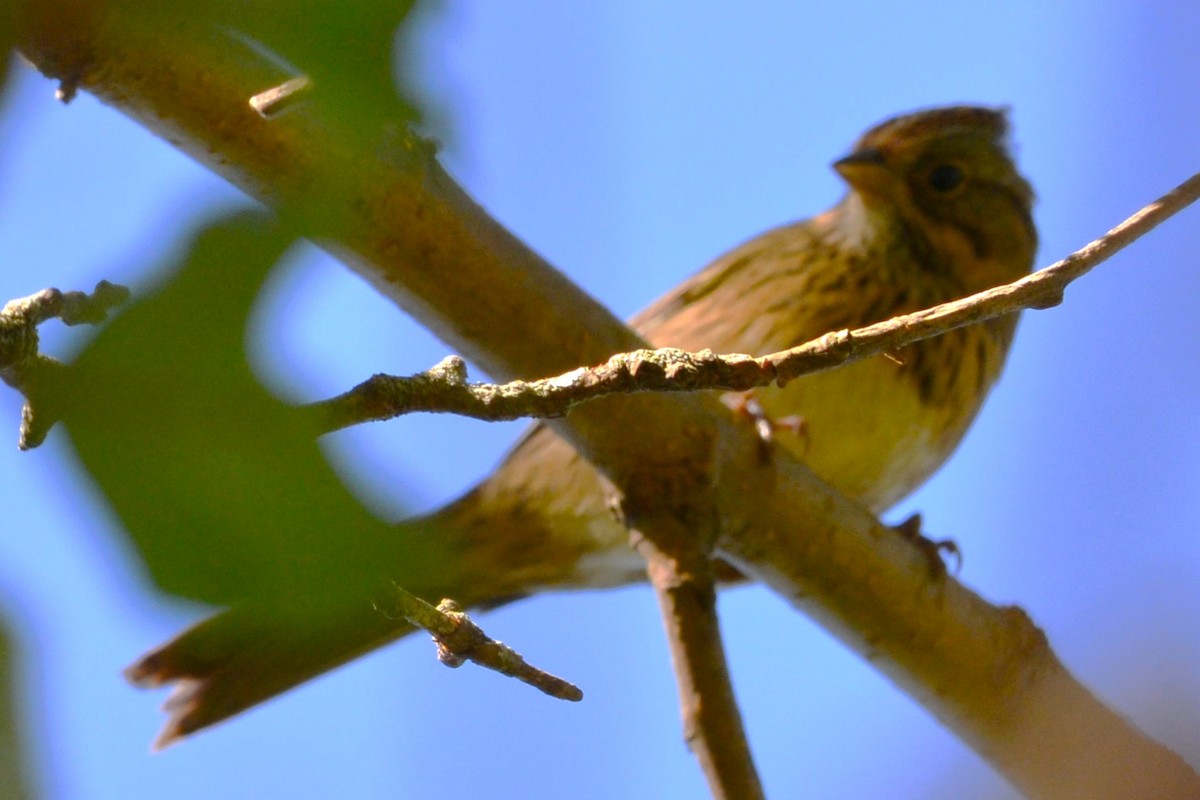 Lincoln's Sparrow - ML643846654
