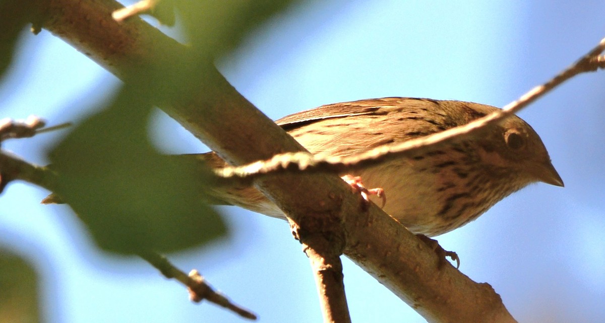 Lincoln's Sparrow - ML643846655
