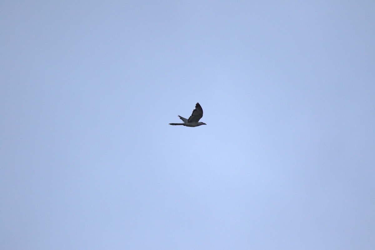 Channel-billed Cuckoo - ML643846659