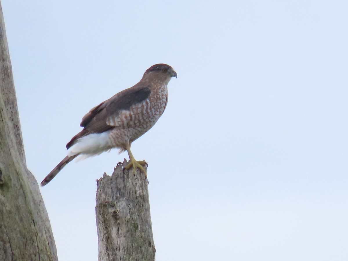 Cooper's Hawk - ML643846662