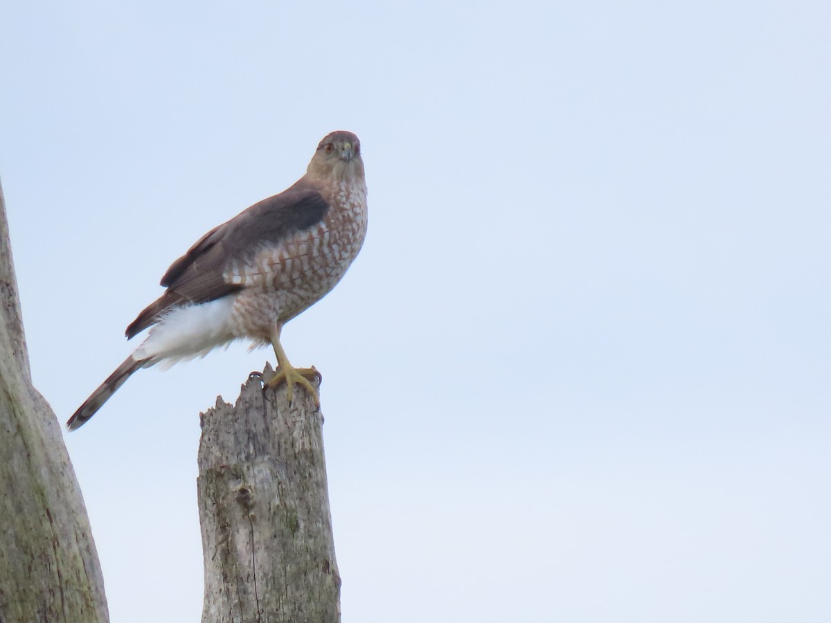 Cooper's Hawk - ML643846663