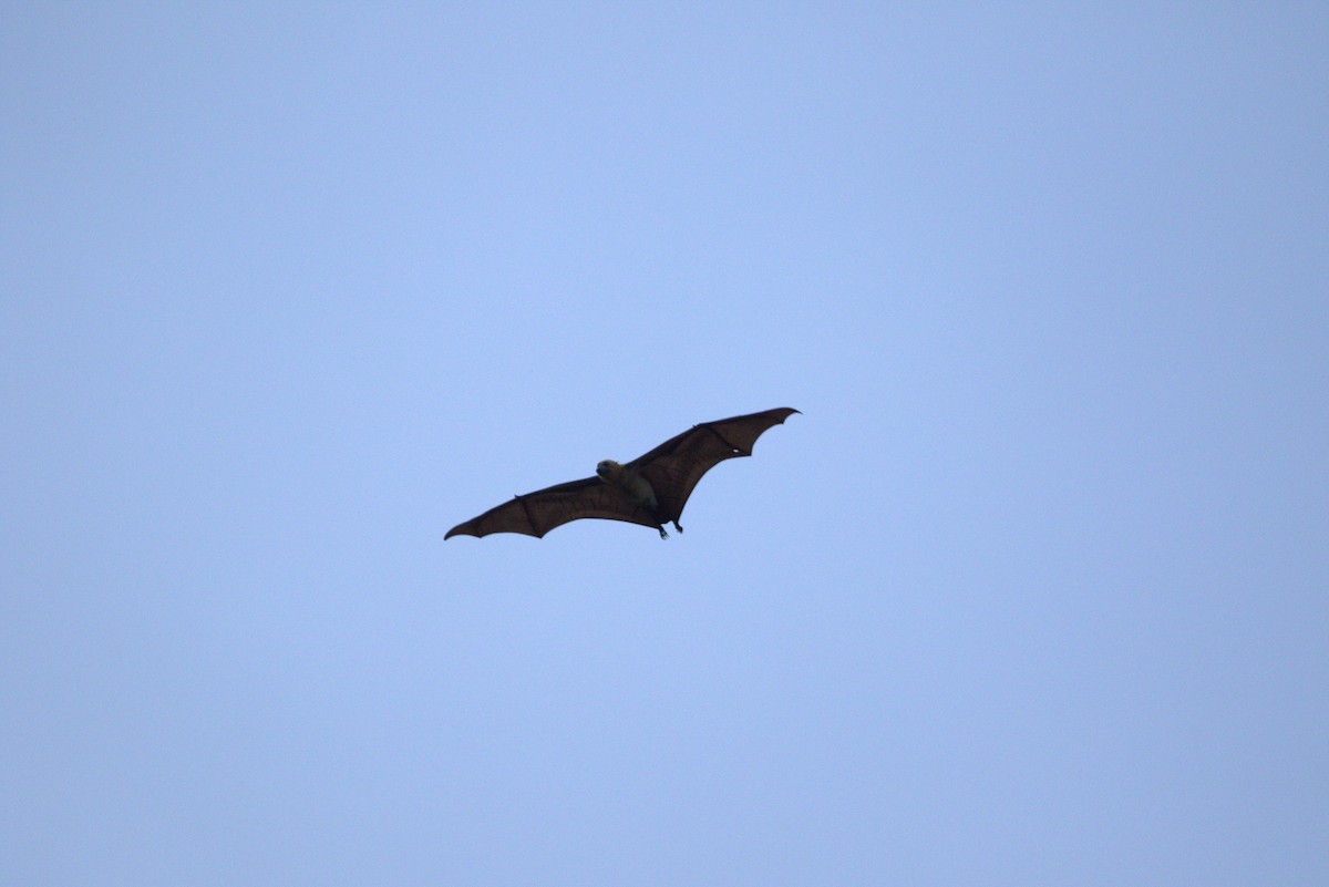 Great Flying-fox - ML643846664