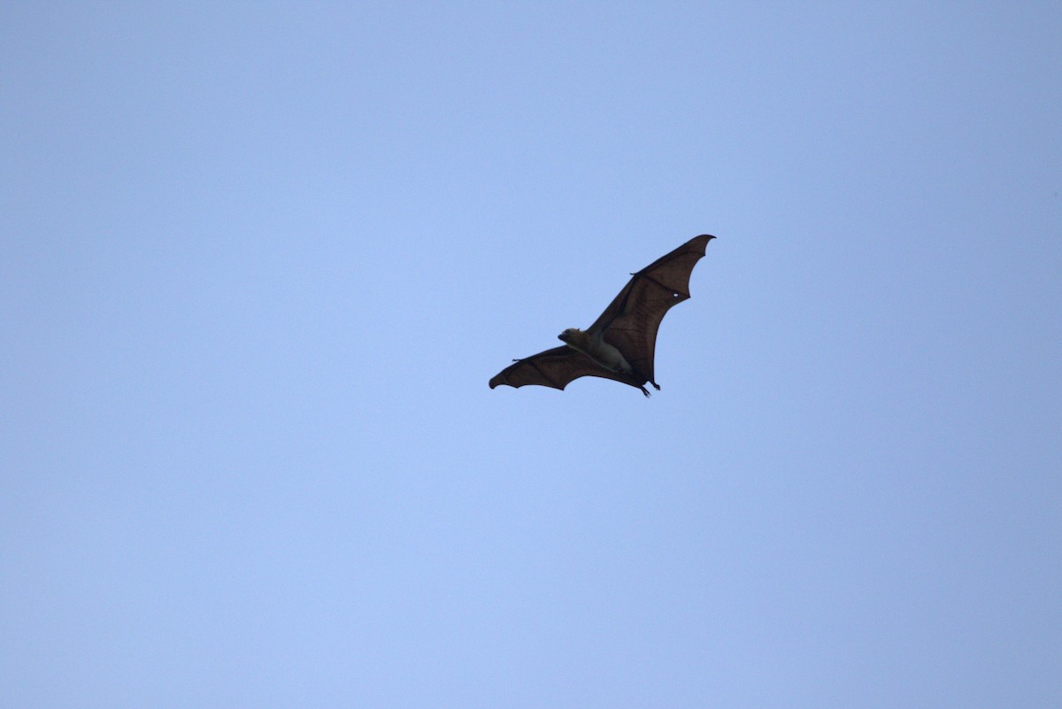 Great Flying-fox - ML643846665