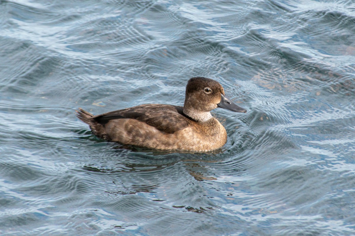 Redhead - ML643846709