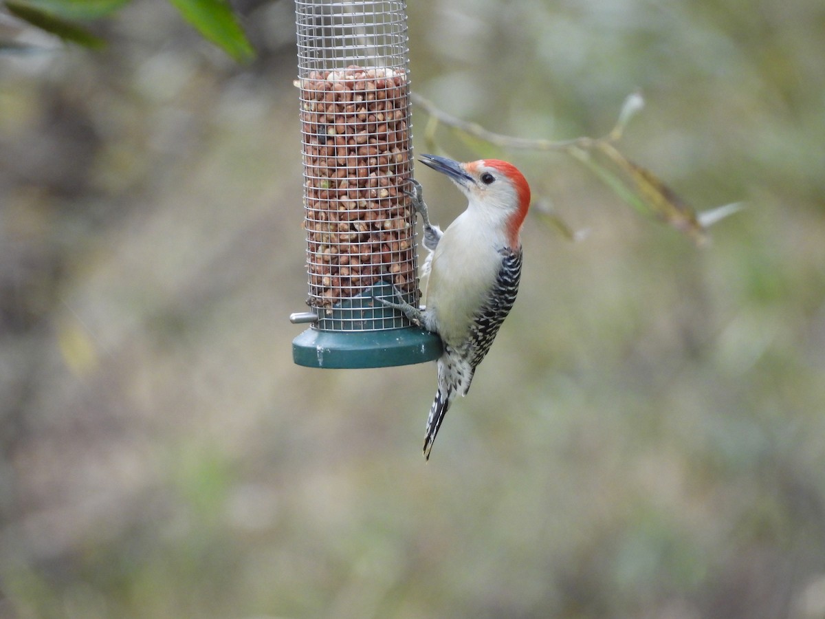 Red-bellied Woodpecker - ML643846714
