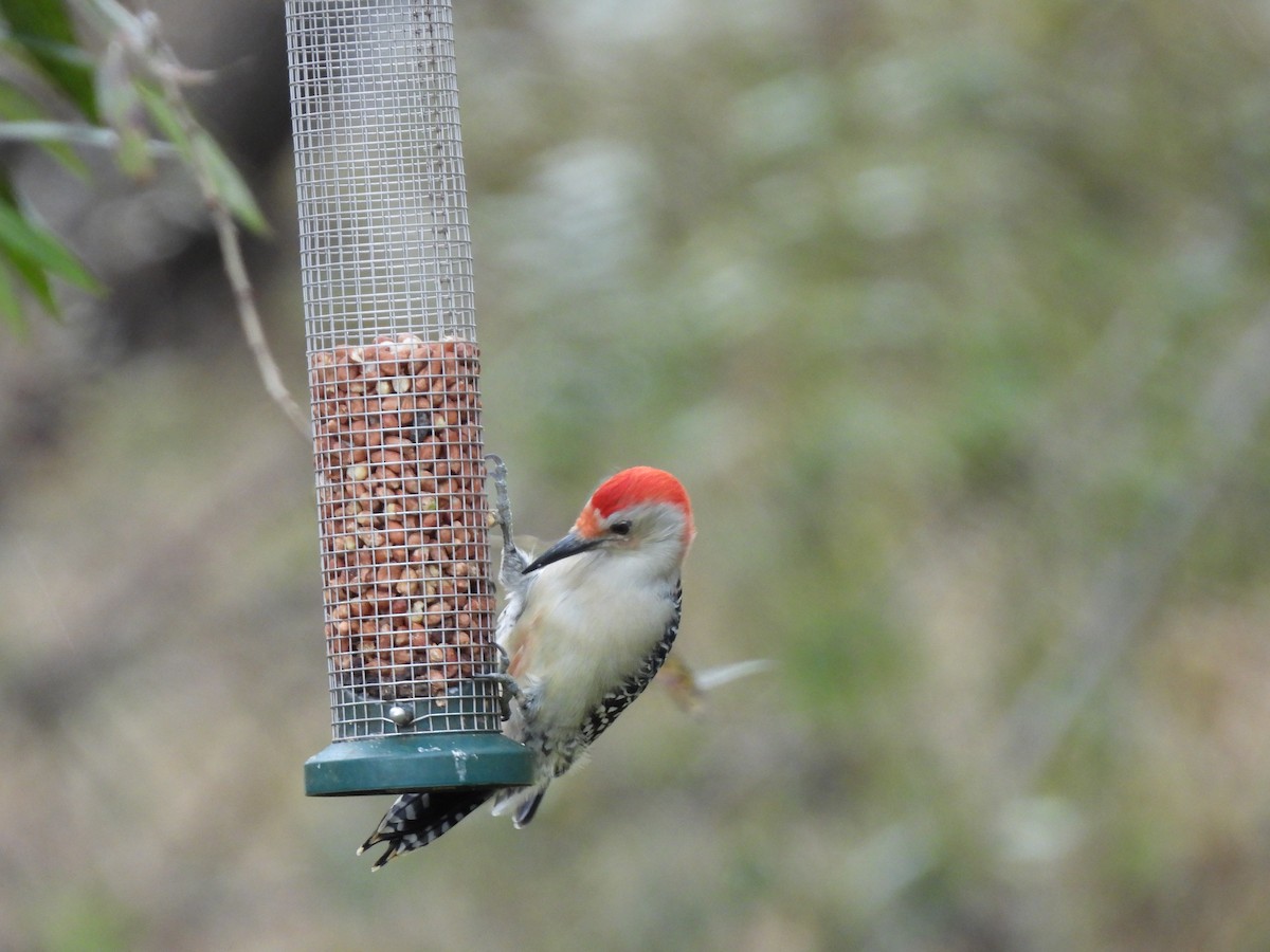Red-bellied Woodpecker - ML643846715