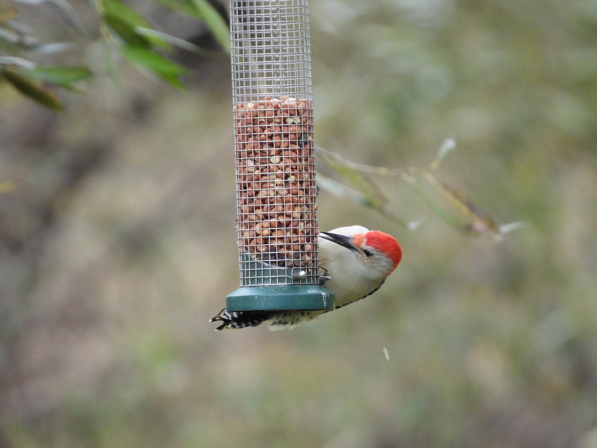 Red-bellied Woodpecker - ML643846716