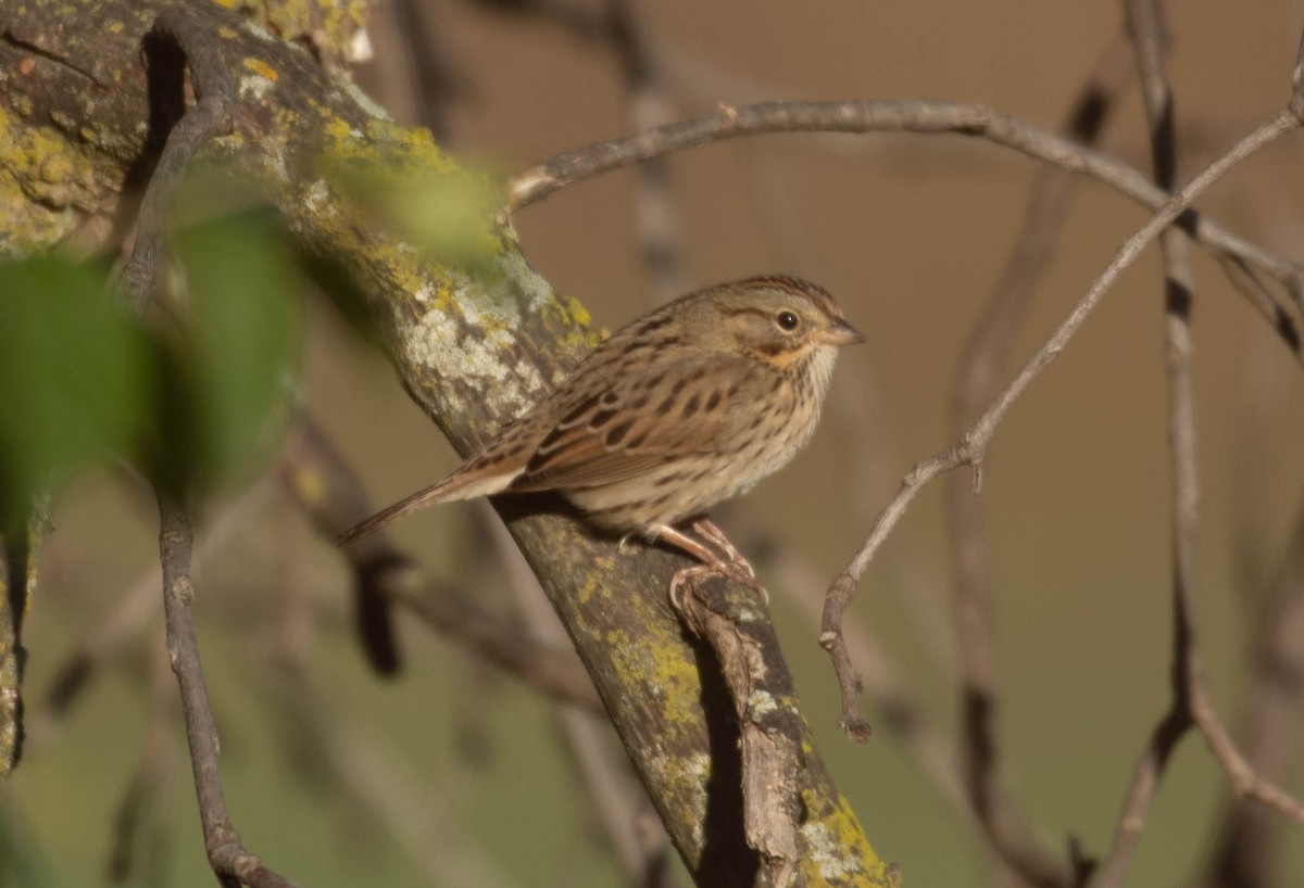 Lincoln's Sparrow - ML643846730