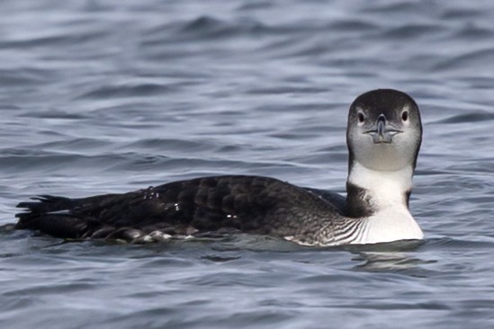 Common Loon - ML643846734