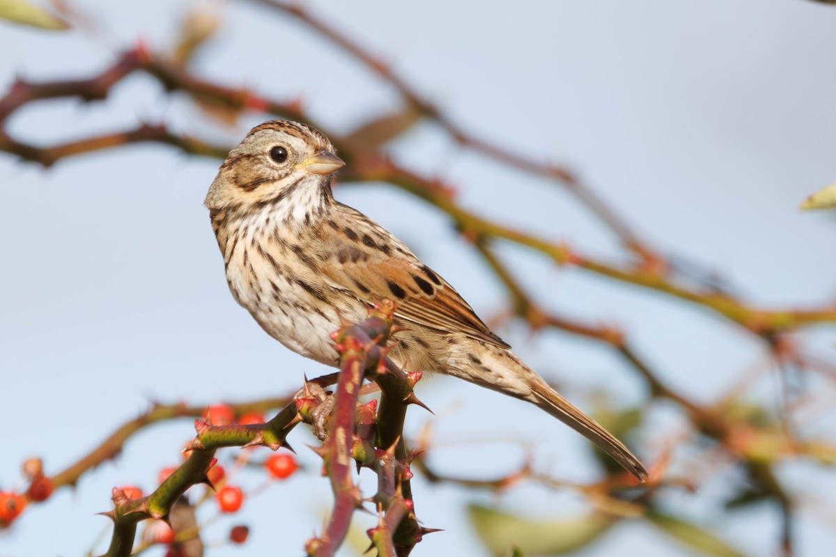 Lincoln's Sparrow - ML643846741