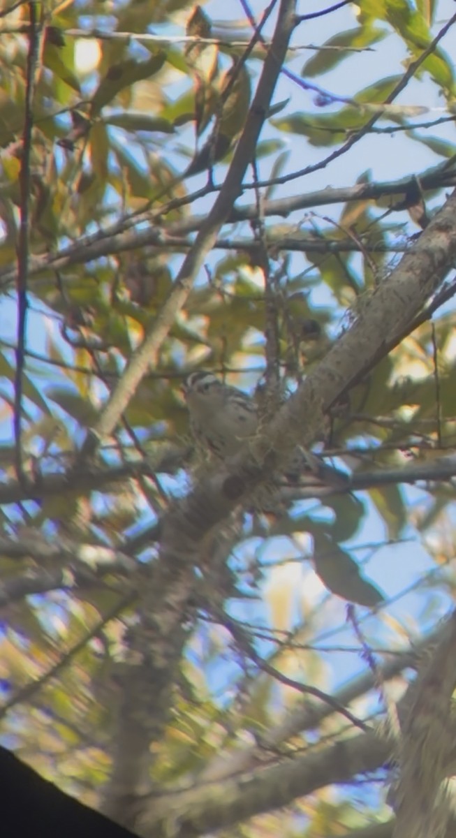 Black-and-white Warbler - ML643846745