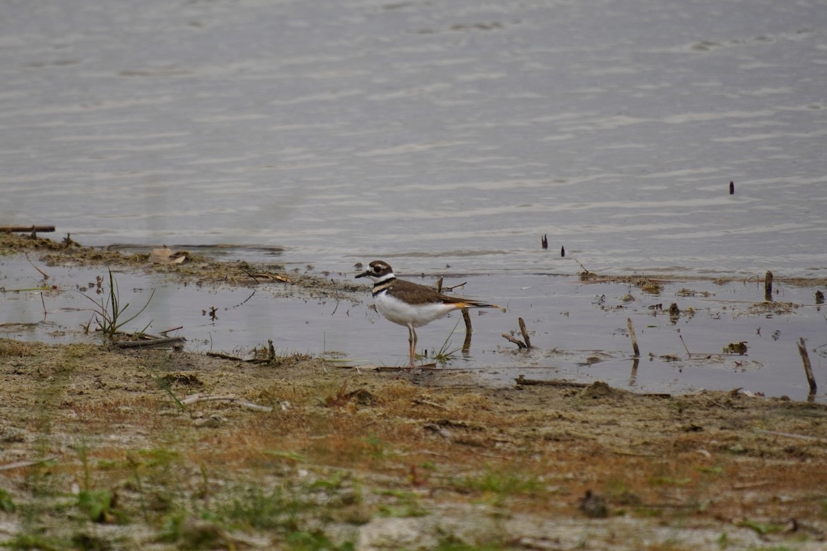 Killdeer - ML643846759