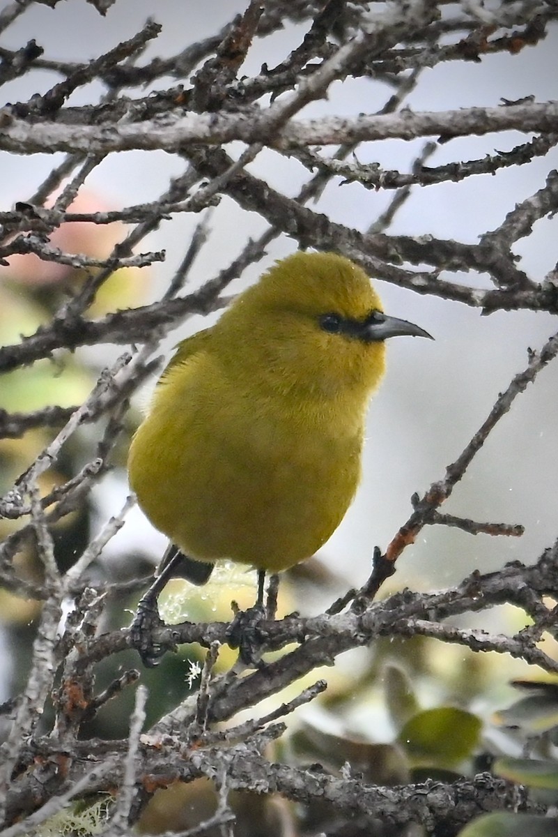 Amakihi familier (virens) - ML643846781