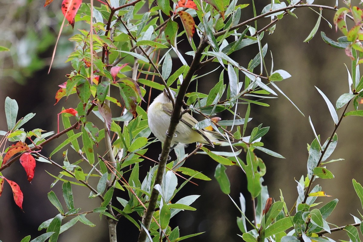 Rotaugenvireo - ML643846798