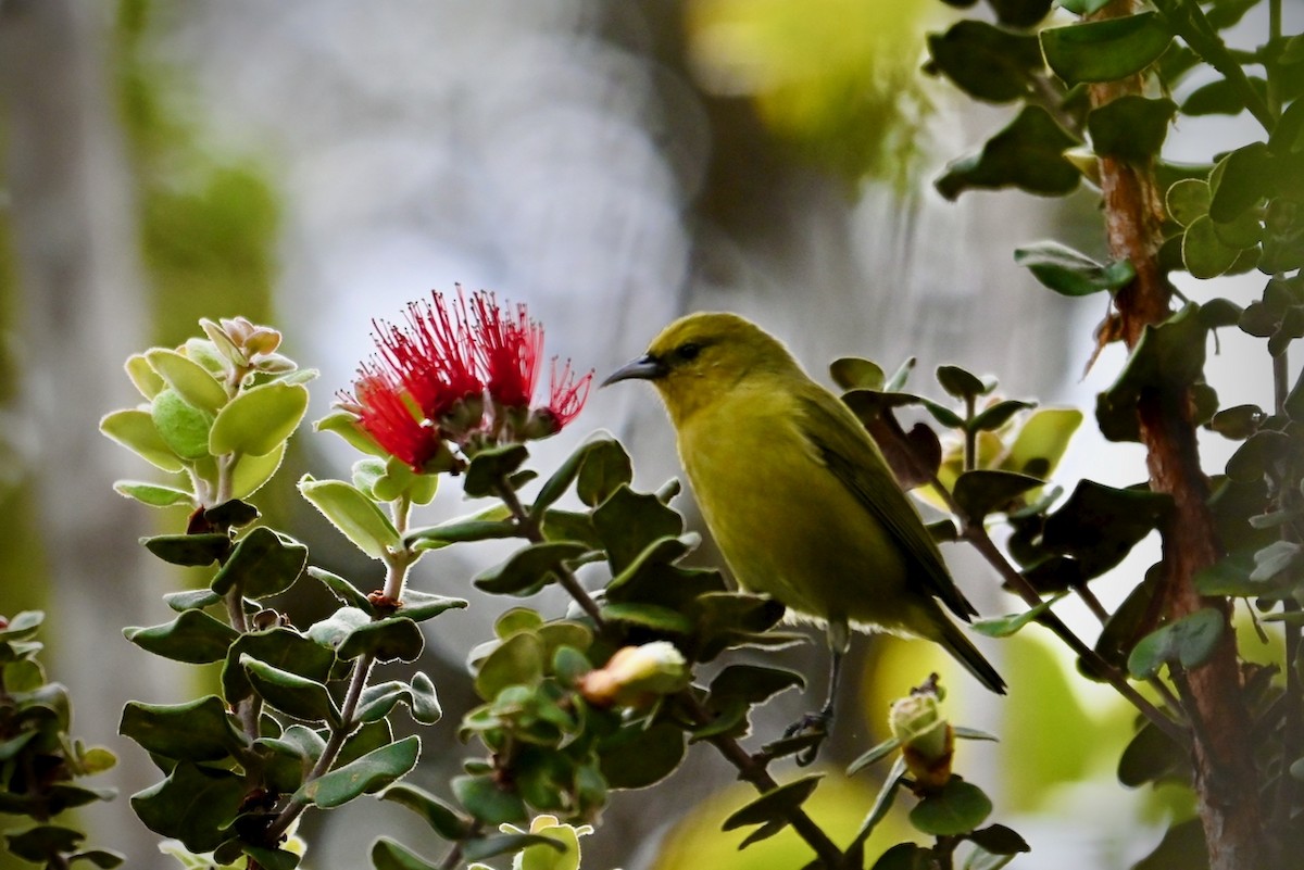 Amakihi familier (virens) - ML643846800