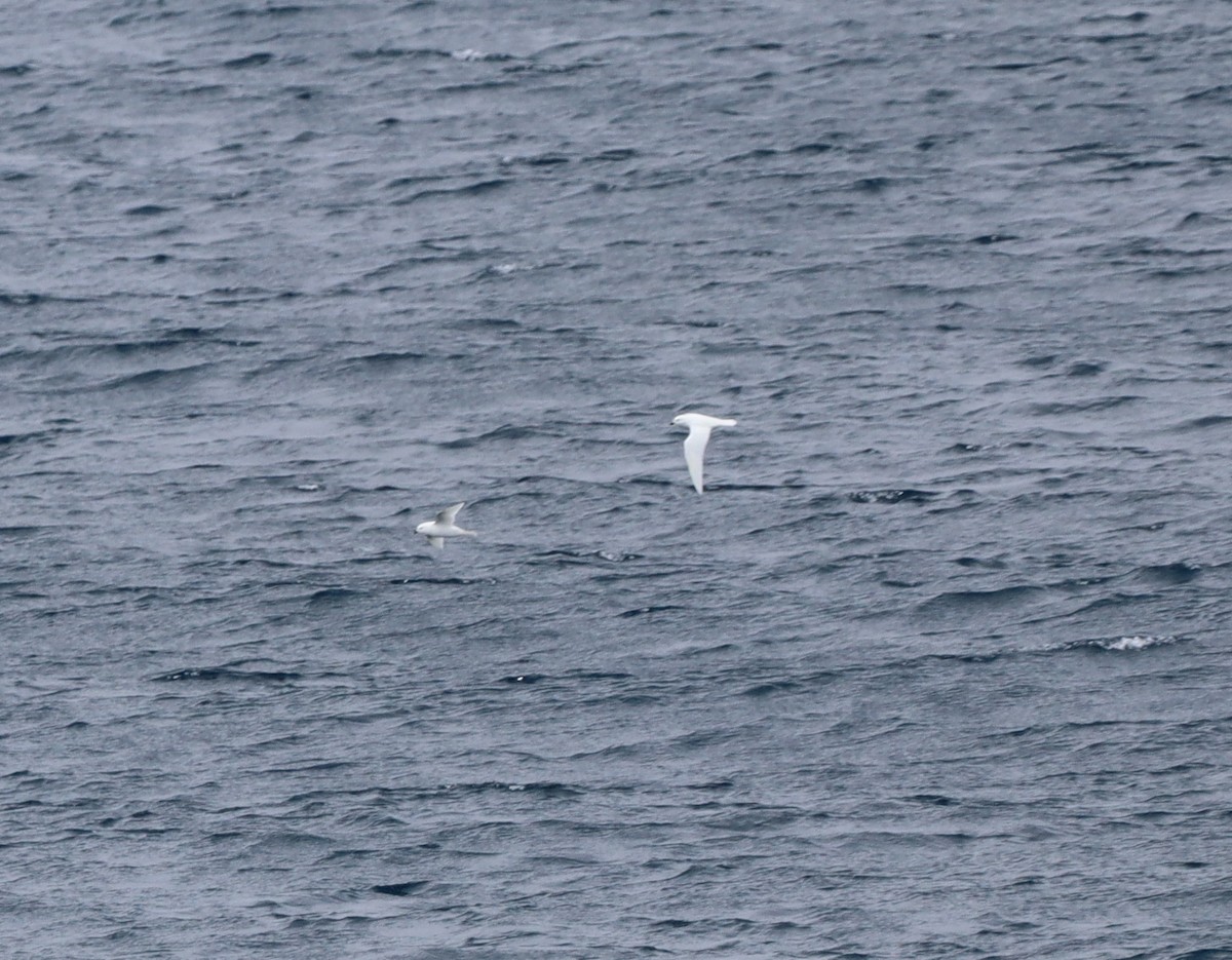Snow Petrel - ML643846801