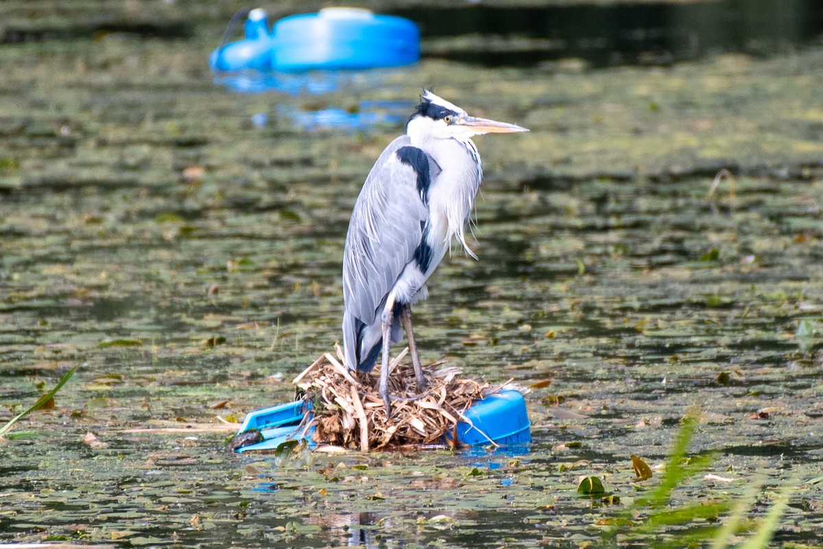Gray Heron (Gray) - ML643846805
