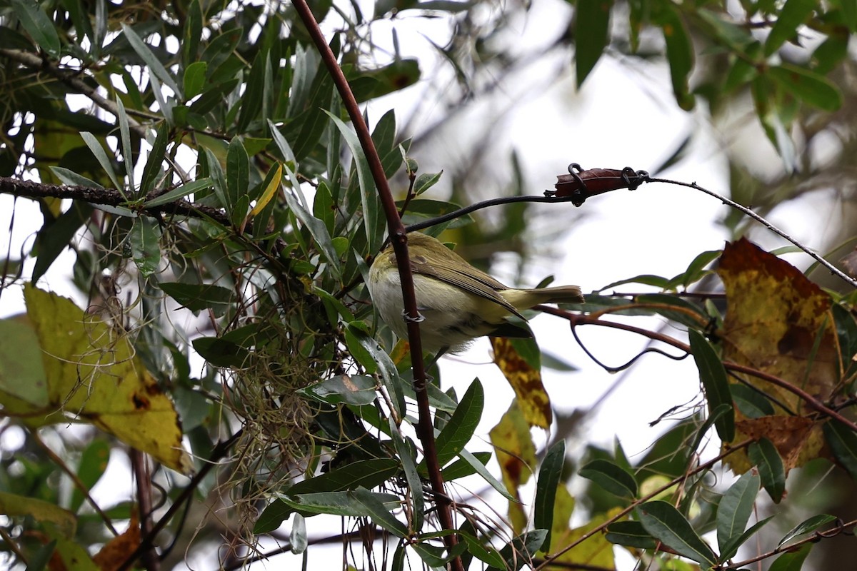 Rotaugenvireo - ML643846806