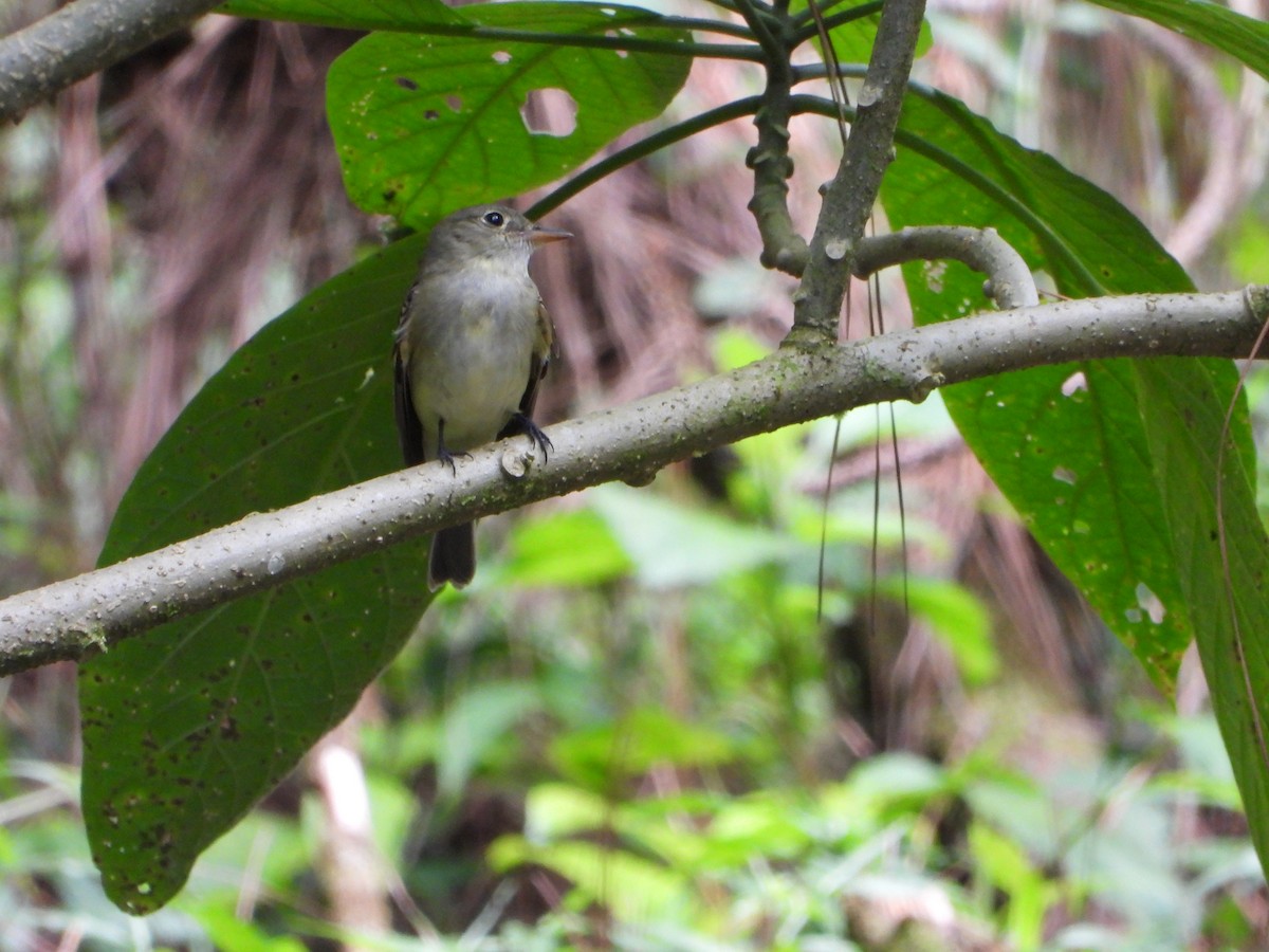 Acadian Flycatcher - ML643846810