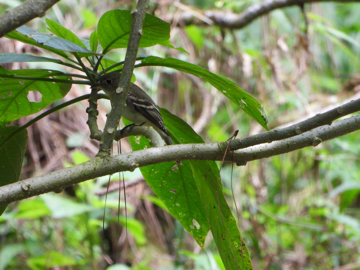 Acadian Flycatcher - ML643846811